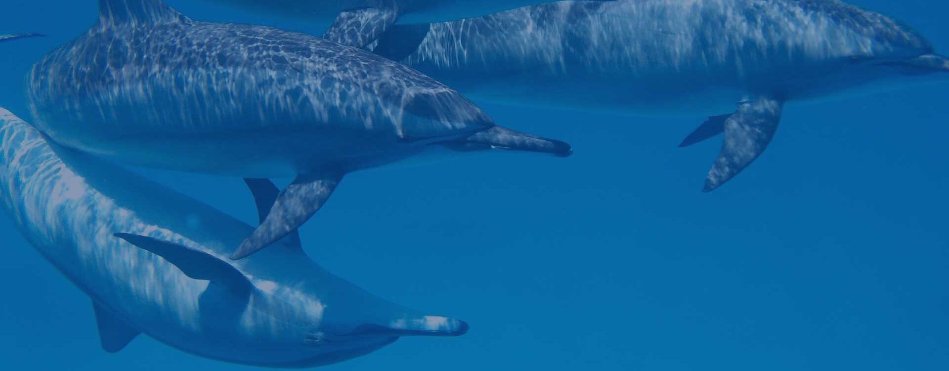 Kontakt Delphi - Narranda