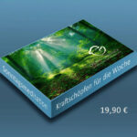 Waldmeditation: „Sonntagsmeditation“ zum Kraftschöpfen für die Woche