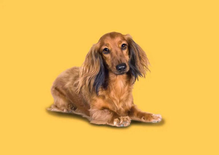 Dackel(nase)- weisheiten I