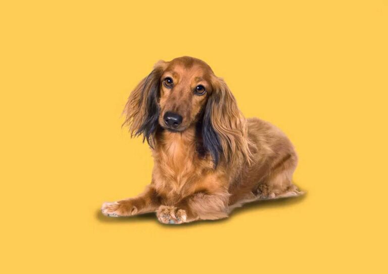 Dackel(nase)- weisheiten I