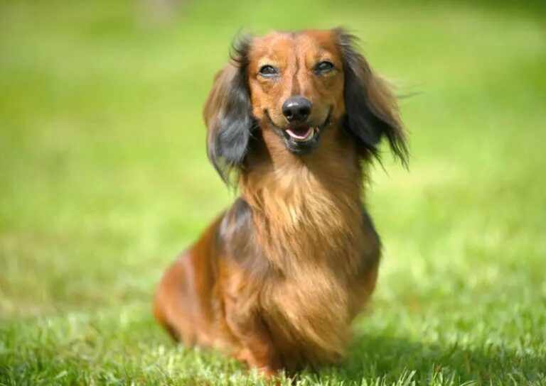 Dackel(nase)- weisheiten II