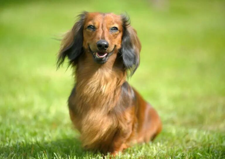 Dackel(nase)- weisheiten II